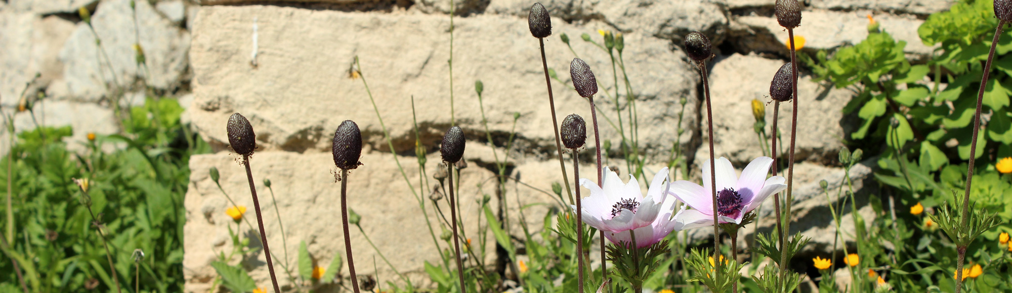 header-image-full-width